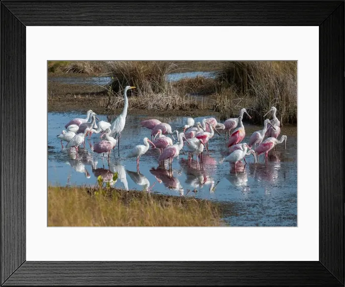 Framed Print : Wading birds in marsh, Merritt Island National Wildlife Refuge, Florida Framed Print : Wading birds in marsh, Merritt Island National Wildlife Refuge, Florida