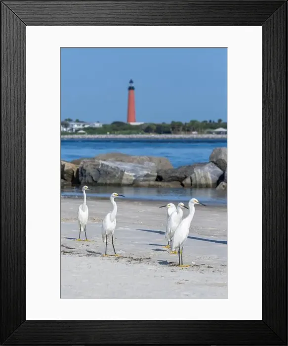 Framed Print : Snowy egrets on the jetty, New Smyrna Beach, Florida, view of Ponce de Leon Inlet Lighthouse Framed Print : Snowy egrets on the jetty, New Smyrna Beach, Florida, view of Ponce de Leon Inlet Lighthouse
