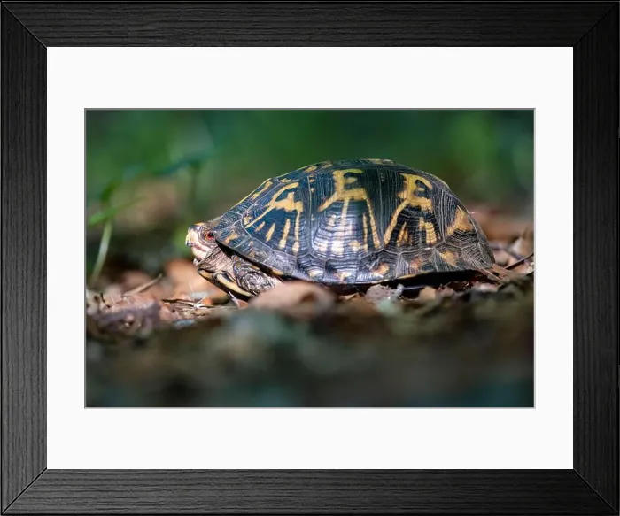 Framed Print : Eastern box turtle (Terrapene carolina carolina) - Brevard, North Carolina, USA Framed Print : Eastern box turtle (Terrapene carolina carolina) - Brevard, North Carolina, USA