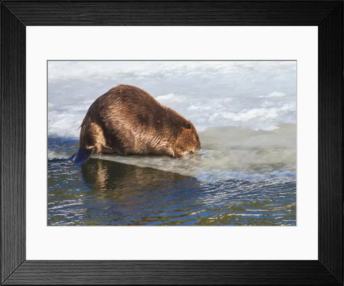 Framed Print : Yellowstone National Park, Yellowstone River Framed Print : Yellowstone National Park, Yellowstone River