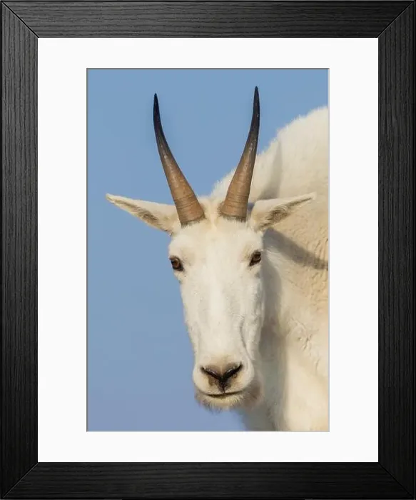 Framed Print : Mountain goat close-up, Colorado alpine country, USA Framed Print : Mountain goat close-up, Colorado alpine country, USA