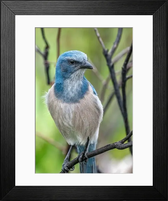 Framed Print : Florida scrub jay, Florida Framed Print : Florida scrub jay, Florida