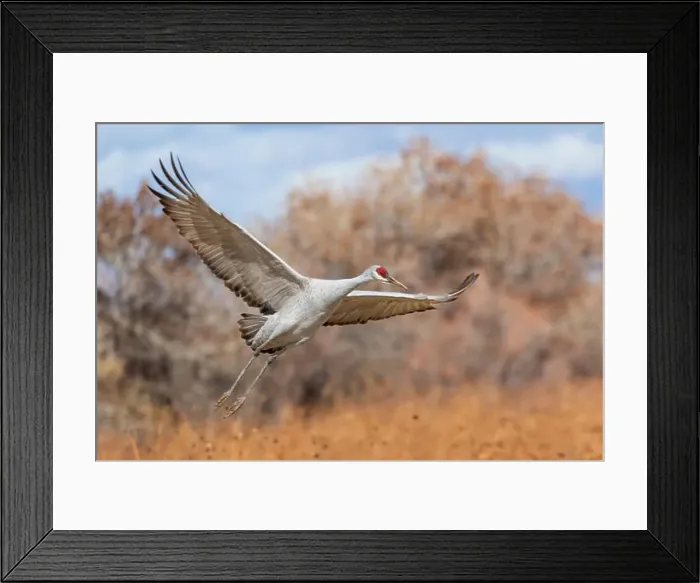 Framed Print : USA, New Mexico. Bosque Del Apache National Wildlife Refuge, sandhill crane in flight coming in for a landing Framed Print : USA, New Mexico. Bosque Del Apache National Wildlife Refuge, sandhill crane in flight coming in for a landing