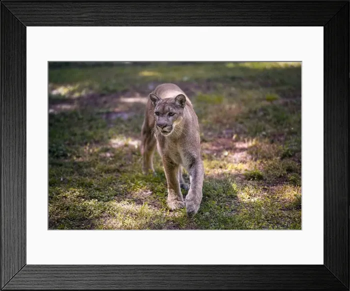 Framed Print : Florida cougar or panther, taking a step on the grass Framed Print : Florida cougar or panther, taking a step on the grass