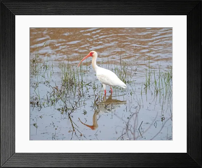Framed Print : White Ibis Searching For Food in the Anahuac National Wildlife Refuge in Texas Framed Print : White Ibis Searching For Food in the Anahuac National Wildlife Refuge in Texas