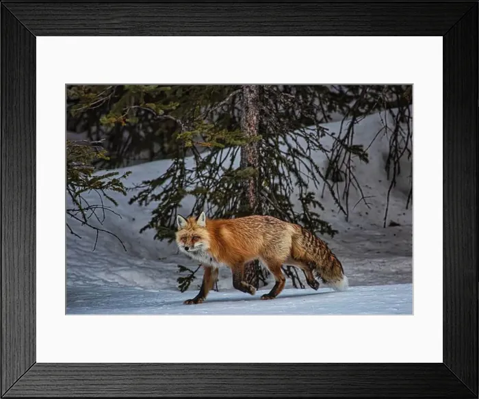 Framed Print : Yellowstone National Park Framed Print : Yellowstone National Park