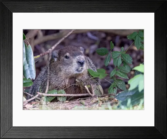 Framed Print : Groundhog (Marmota monax) - Brevard, North Carolina, USA Framed Print : Groundhog (Marmota monax) - Brevard, North Carolina, USA