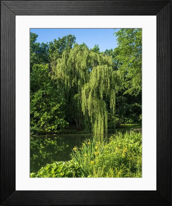 Framed Print : Intense green foliage enveloping a glassy pond Framed Print : Intense green foliage enveloping a glassy pond