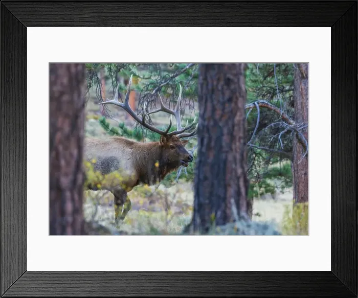 Framed Print : Bull elk on the move in the Colorado western forest Framed Print : Bull elk on the move in the Colorado western forest