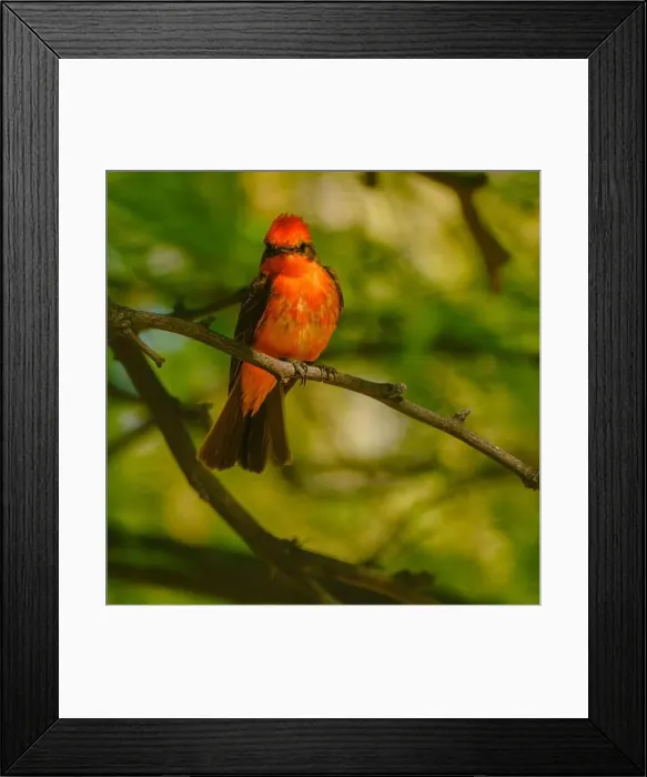 Framed Print : USA. Arizona. Flycatcher on branch Framed Print : USA. Arizona. Flycatcher on branch