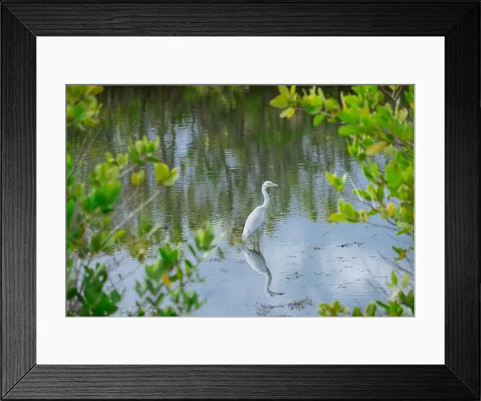 Framed Print : Rare albino Great egret, Merritt Island National Wildlife Refuge, Florida Framed Print : Rare albino Great egret, Merritt Island National Wildlife Refuge, Florida