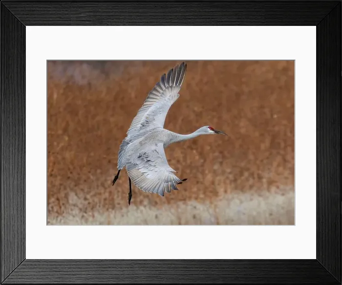 Framed Print : USA, New Mexico. Bosque Del Apache National Wildlife Refuge, sandhill crane in flight coming in for a landing Framed Print : USA, New Mexico. Bosque Del Apache National Wildlife Refuge, sandhill crane in flight coming in for a landing