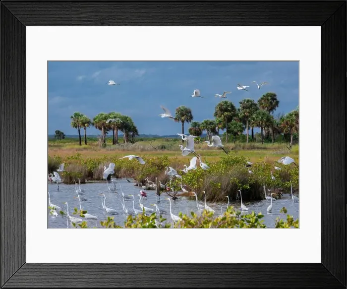 Framed Print : Birds in marsh at Merritt Island National Wildlife Refuge, Florida Framed Print : Birds in marsh at Merritt Island National Wildlife Refuge, Florida