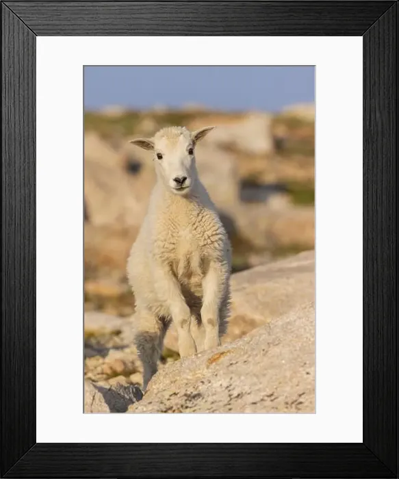 Framed Print : Curious mountain kid, Colorado alpine country, USA Framed Print : Curious mountain kid, Colorado alpine country, USA