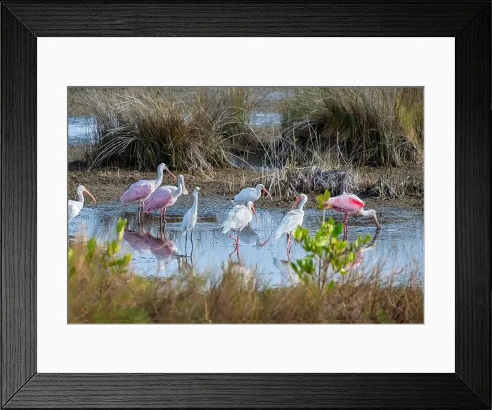 Framed Print : Wading birds in marsh, Merritt Island National Wildlife Refuge, Florida Framed Print : Wading birds in marsh, Merritt Island National Wildlife Refuge, Florida