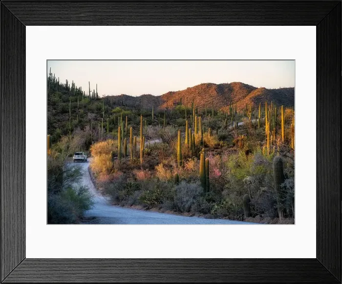 Framed Print : The sun sets on Saguaro Cactus at Saguaro cactus at Saguaro National Park near Tucson, Arizona Framed Print : The sun sets on Saguaro Cactus at Saguaro cactus at Saguaro National Park near Tucson, Arizona