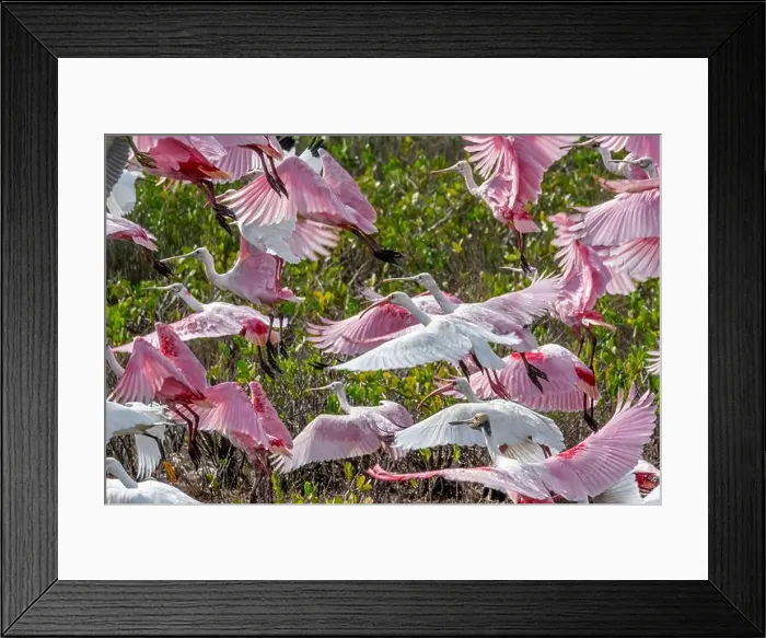 Framed Print : Roseate spoonbills and ibis, Merritt Island, Florida Framed Print : Roseate spoonbills and ibis, Merritt Island, Florida