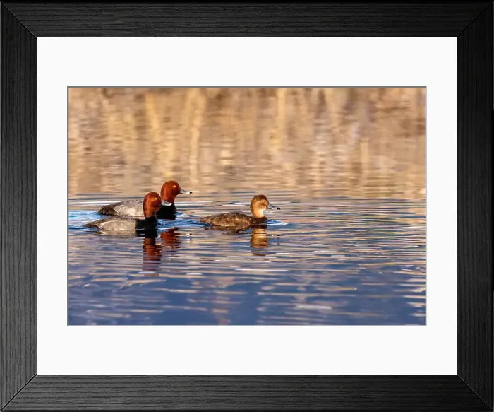 Framed Print : Breeding pairs of redhead ducks at Ninepipe National Wildlife Refuge in the Mission Valley, Montana, USA Framed Print : Breeding pairs of redhead ducks at Ninepipe National Wildlife Refuge in the Mission Valley, Montana, USA