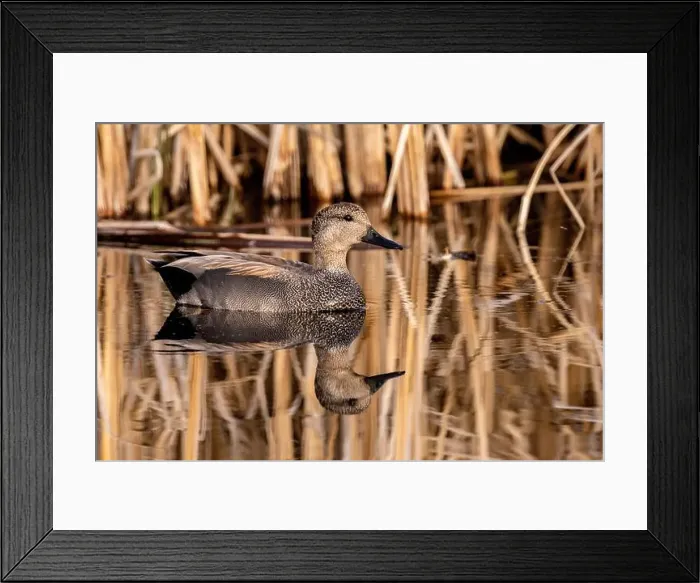 Framed Print : Male Gadwall at Ninepipe National Wildlife Refuge in the Mission Valley, Montana, USA Framed Print : Male Gadwall at Ninepipe National Wildlife Refuge in the Mission Valley, Montana, USA