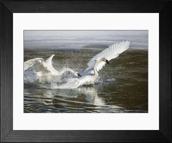 Framed Print : Yellowstone National Park, Yellowstone River Framed Print : Yellowstone National Park, Yellowstone River