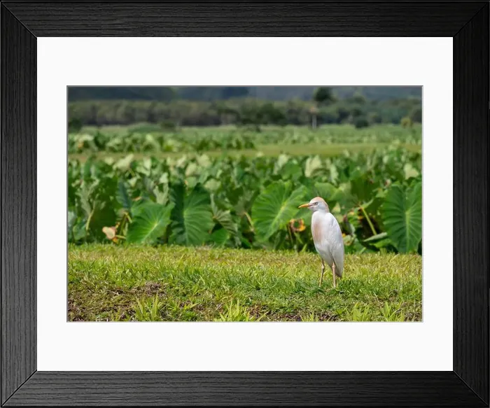 Framed Print : USA, Kauai, Hawaii. Cattle Egret forages in field near Hanalei Framed Print : USA, Kauai, Hawaii. Cattle Egret forages in field near Hanalei