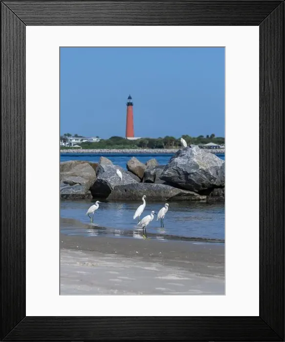 Framed Print : Snowy egrets on the jetty, New Smyrna Beach, Florida, view of Ponce de Leon Inlet Lighthouse Framed Print : Snowy egrets on the jetty, New Smyrna Beach, Florida, view of Ponce de Leon Inlet Lighthouse