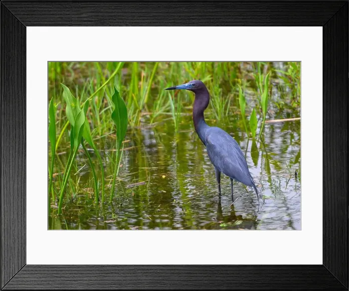 Framed Print : Majestic little blue Heron standing in a pond at attention for food Framed Print : Majestic little blue Heron standing in a pond at attention for food