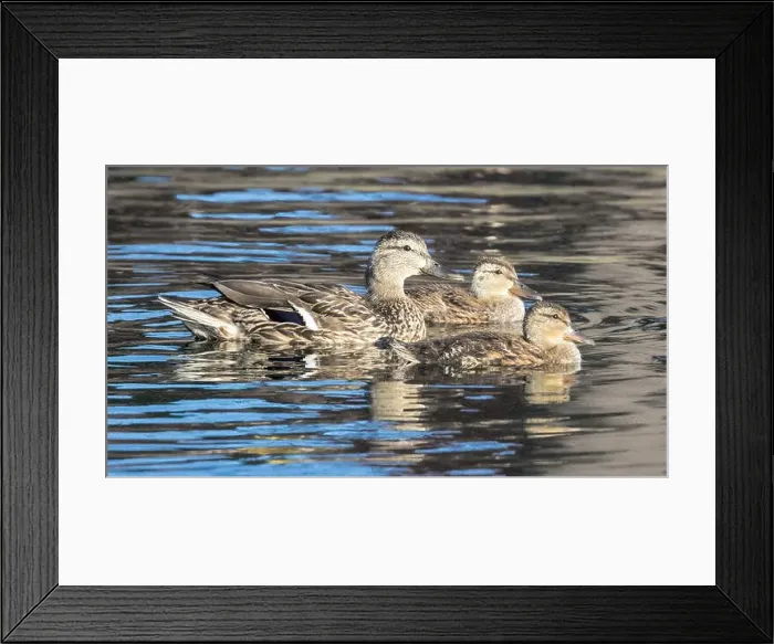 Framed Print : Mallard Duck Mother with Ducklings in Pond. Las Palmas Park, Santa Clara County, California, USA Framed Print : Mallard Duck Mother with Ducklings in Pond. Las Palmas Park, Santa Clara County, California, USA