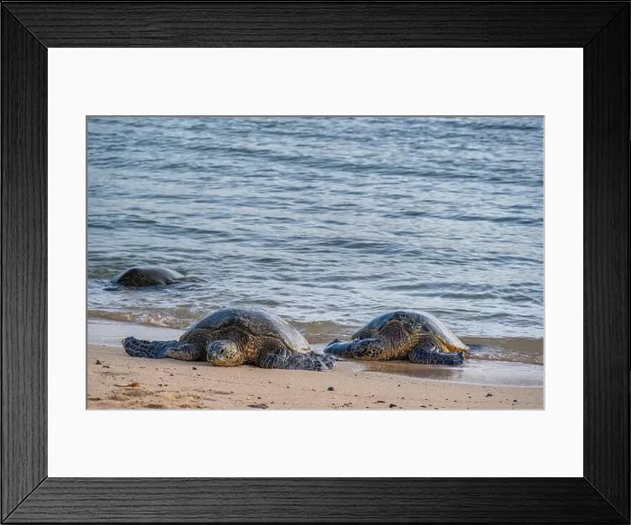 Framed Print : USA, Kauai, Hawaii. Endangered green sea turtles on Kauai south shore Framed Print : USA, Kauai, Hawaii. Endangered green sea turtles on Kauai south shore