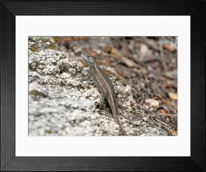 Framed Print : Plateau Fence Lizard (Sceloporus tristichus)