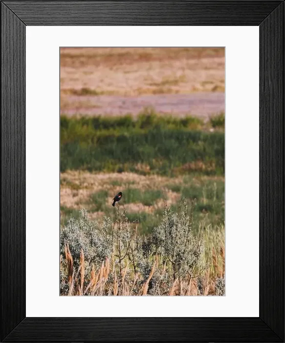 Framed Print : red winged black bird perched on scrub brush Framed Print : red winged black bird perched on scrub brush