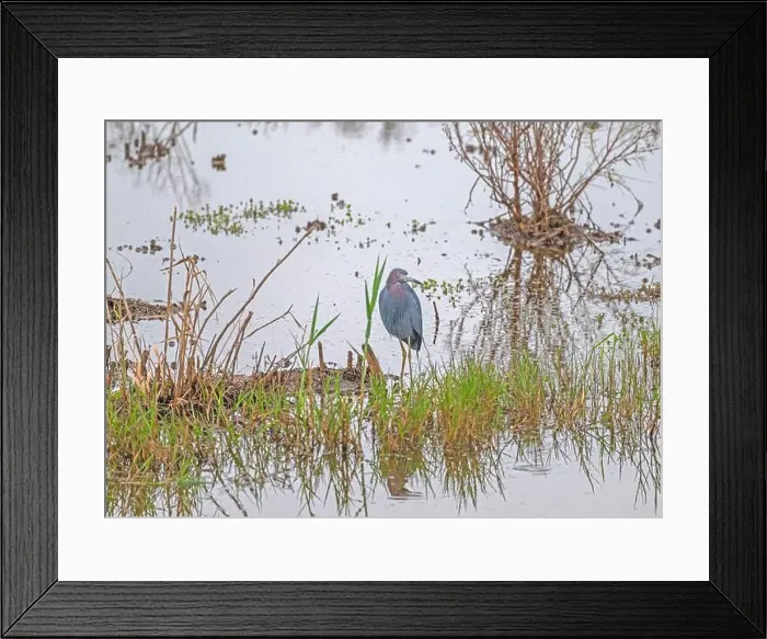 Framed Print : Little Blue Heron in a Wetland Pond in the Anahuac National Wildlife Refuge in Texas Framed Print : Little Blue Heron in a Wetland Pond in the Anahuac National Wildlife Refuge in Texas