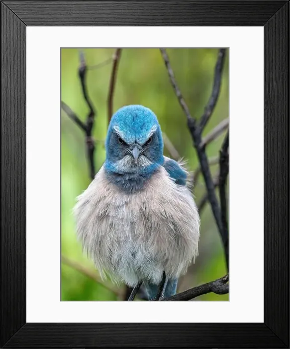 Framed Print : Florida scrub jay, Florida Framed Print : Florida scrub jay, Florida