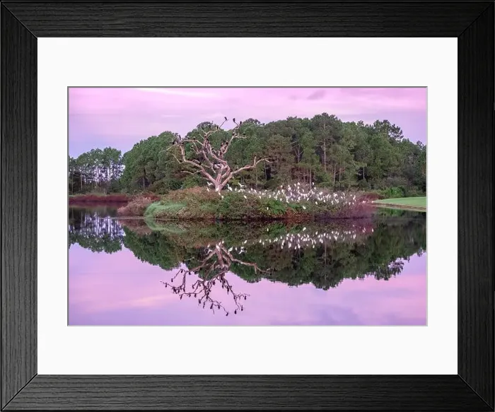 Framed Print : Bird rookery, Port Orange, Florida Framed Print : Bird rookery, Port Orange, Florida