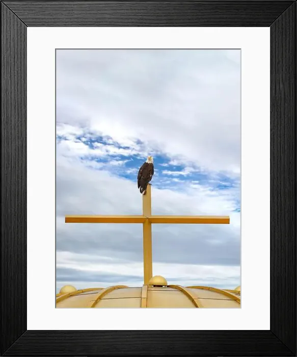 Framed Print : An American Bald Eagle (Haliaeetus leucocephalus) perched on a gold church cross and golden dome in Minneapolis Framed Print : An American Bald Eagle (Haliaeetus leucocephalus) perched on a gold church cross and golden dome in Minneapolis