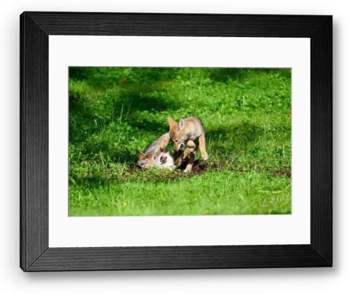 Framed Print : Pair of coyote pups engaged in play fighing in green field in spring Framed Print : Pair of coyote pups engaged in play fighing in green field in spring