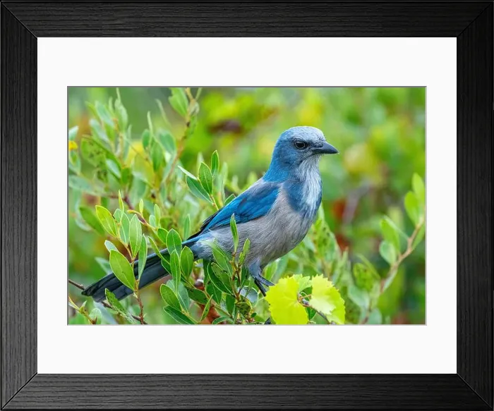 Framed Print : Florida scrub jay, Florida Framed Print : Florida scrub jay, Florida