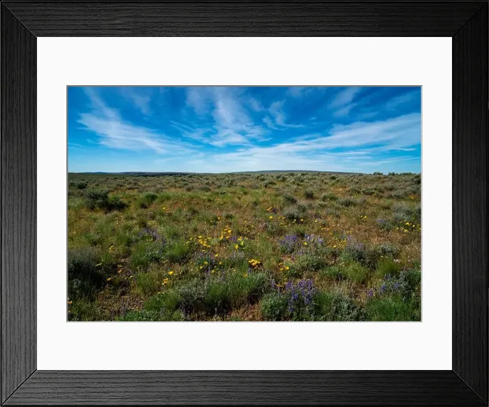 Framed Print : Desert wildflower display near Oregon's Owyhee Canyon Overlook in proposed Owyhee Canyonlands National Monument Framed Print : Desert wildflower display near Oregon's Owyhee Canyon Overlook in proposed Owyhee Canyonlands National Monument