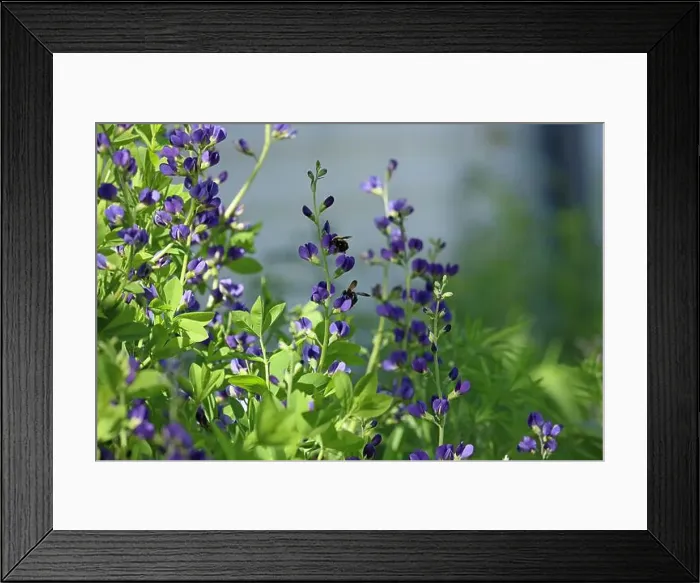Framed Print : Close up of two Carpenter Bees gathering pollen from a False Blue Indigo flower Framed Print : Close up of two Carpenter Bees gathering pollen from a False Blue Indigo flower