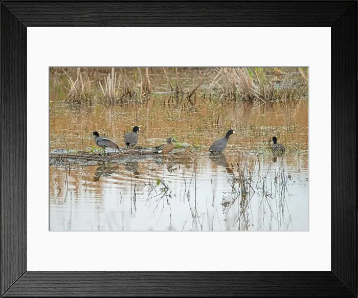 Framed Print : Coots and Teals in a Wetland Pond in the Anahuac National Wildlife Refuge in Texas Framed Print : Coots and Teals in a Wetland Pond in the Anahuac National Wildlife Refuge in Texas