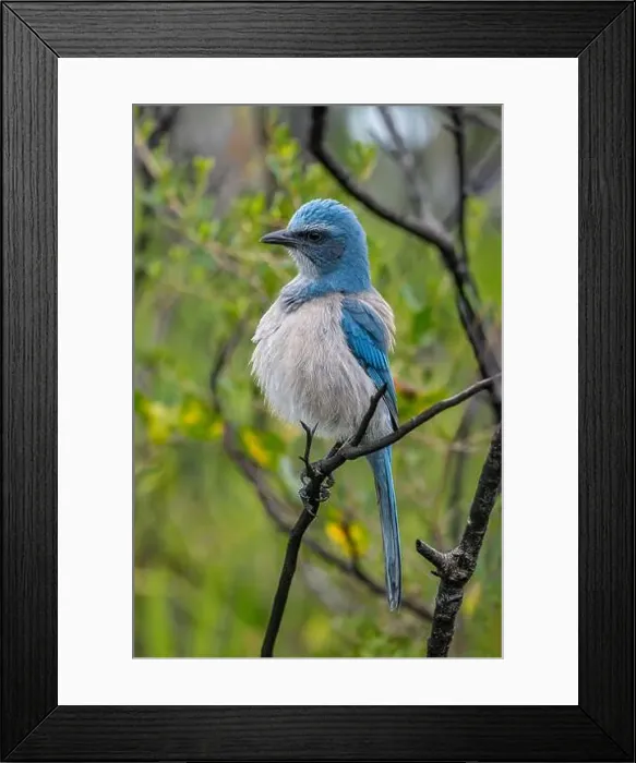 Framed Print : Florida scrub jay, Florida Framed Print : Florida scrub jay, Florida