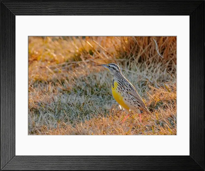 Framed Print : USA, Colorado. Meadowlark walking Framed Print : USA, Colorado. Meadowlark walking