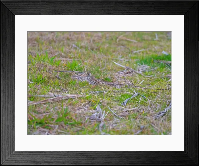 Framed Print : A Savannah Sparrow in the Wetland Grass in the Santee Coastal Reserve in South Carolina Framed Print : A Savannah Sparrow in the Wetland Grass in the Santee Coastal Reserve in South Carolina