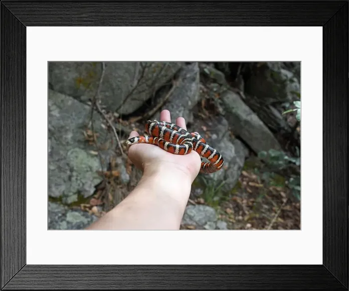 Framed Print : Sonoran Mountain Kingsnake (Lampropeltis pyromelana) in hand Framed Print : Sonoran Mountain Kingsnake (Lampropeltis pyromelana) in hand
