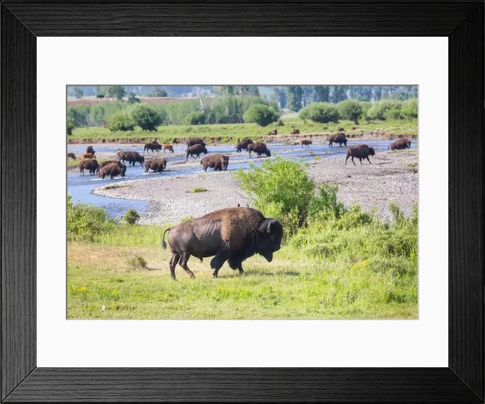 Framed Print : Buffalo Framed Print : Buffalo