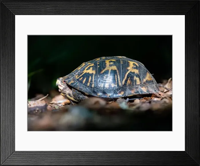 Framed Print : Eastern box turtle (Terrapene carolina carolina) - Brevard, North Carolina, USA Framed Print : Eastern box turtle (Terrapene carolina carolina) - Brevard, North Carolina, USA
