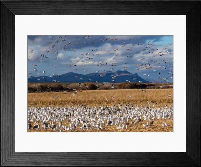 Framed Print : USA, New Mexico. Bosque Del Apache National Wildlife Refuge, snow geese flying Framed Print : USA, New Mexico. Bosque Del Apache National Wildlife Refuge, snow geese flying