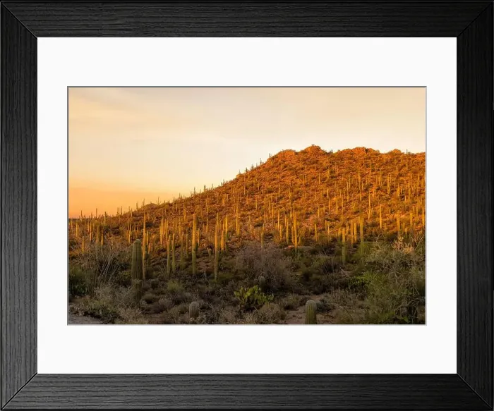 Framed Print : The sun sets on Saguaro Cactus at Saguaro cactus at Saguaro National Park near Tucson, Arizona Framed Print : The sun sets on Saguaro Cactus at Saguaro cactus at Saguaro National Park near Tucson, Arizona