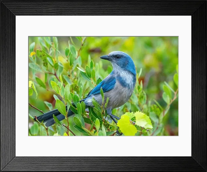 Framed Print : Florida scrub jay, Florida Framed Print : Florida scrub jay, Florida