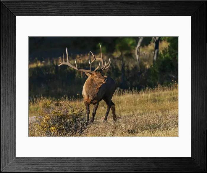 Framed Print : Bull elk, out of the shadows, Colorado, USA Framed Print : Bull elk, out of the shadows, Colorado, USA